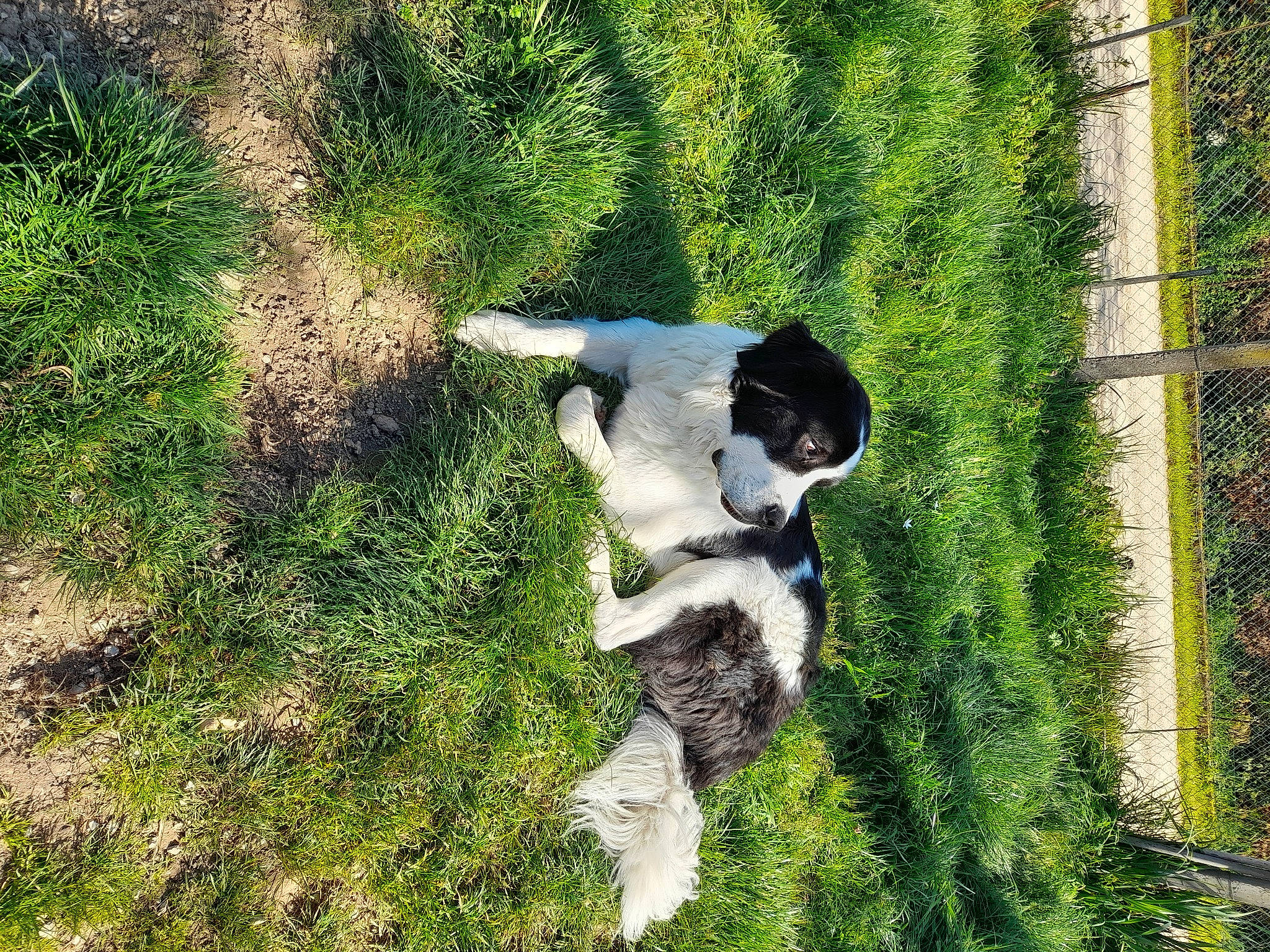 Cooper a rejoint le concours — aidez-le/la à gagner de superbes lots ! canidae, carnivore, companion_dog, dog, dog_breed, grass, grass_family, grassland, groundcover, non_sporting_group, pasture, plant, shadow, shrub, soil, sporting_group, tail, terrestrial_animal, tree, working_animal