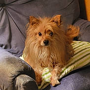 Cuddles joined the competition — help win amazing prizes! animal, armchair, brown_dog, companion, cozy, cushion, cute, dog, domestic_animal, fluffy, furniture, home, indoor, long_hair, looking_at_camera, pet, relaxed, seated, small_dog, striped_pillow