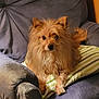 animal, armchair, brown_dog, companion, cozy, cushion, cute, dog, domestic_animal, fluffy, furniture, home, indoor, long_hair, looking_at_camera, pet, relaxed, seated, small_dog, striped_pillow