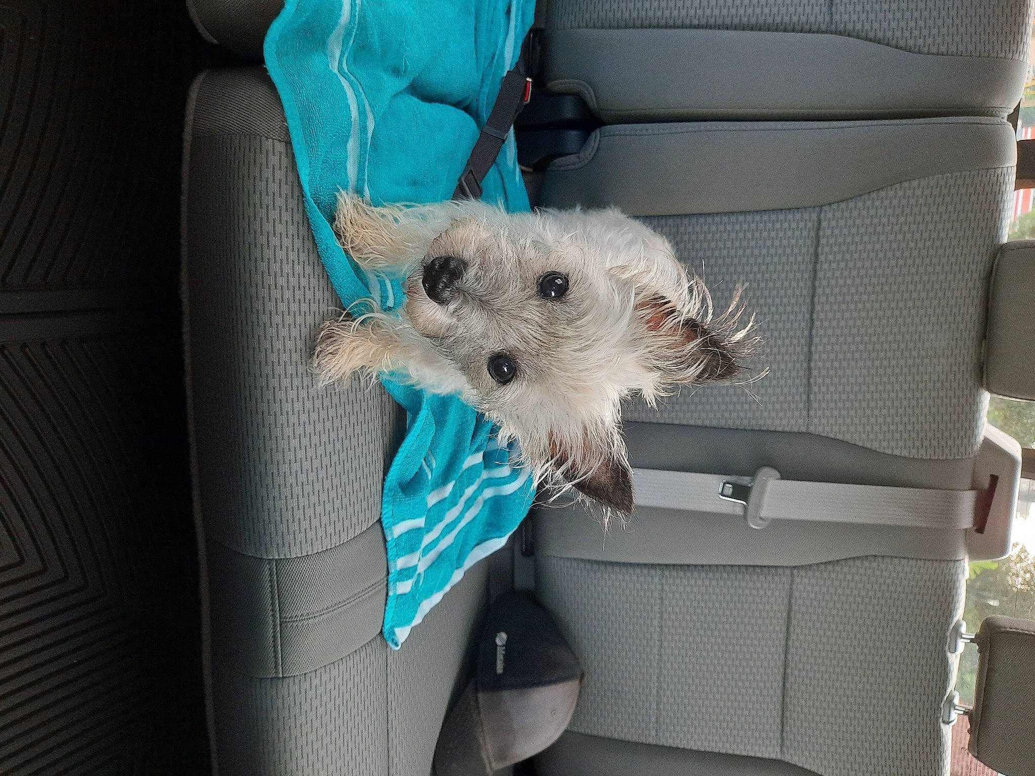 Sophia joined the competition — help win amazing prizes! bag, canidae, carnivore, companion_dog, dog, dog_breed, dog_clothes, dog_supply, electric_blue, fashion_accessory, fawn, fur, linens, luggage_and_bags, plush, radio, sporting_group, stuffed_toy, toy_dog, vehicle