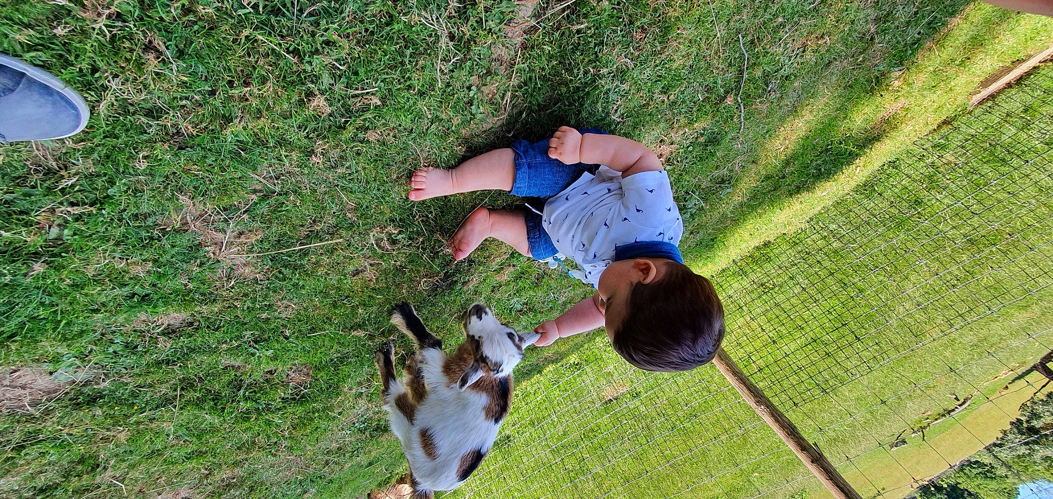 Ibrahim participe au concours pour gagner de l'argent avec cette photo : carnivore, companion_dog, dog, dog_breed, fun, grass, grass_family, grassland, lawn, leisure, mammal, pasture, people_in_nature, person, plant, recreation, sandal, shorts, t_shirt, tail