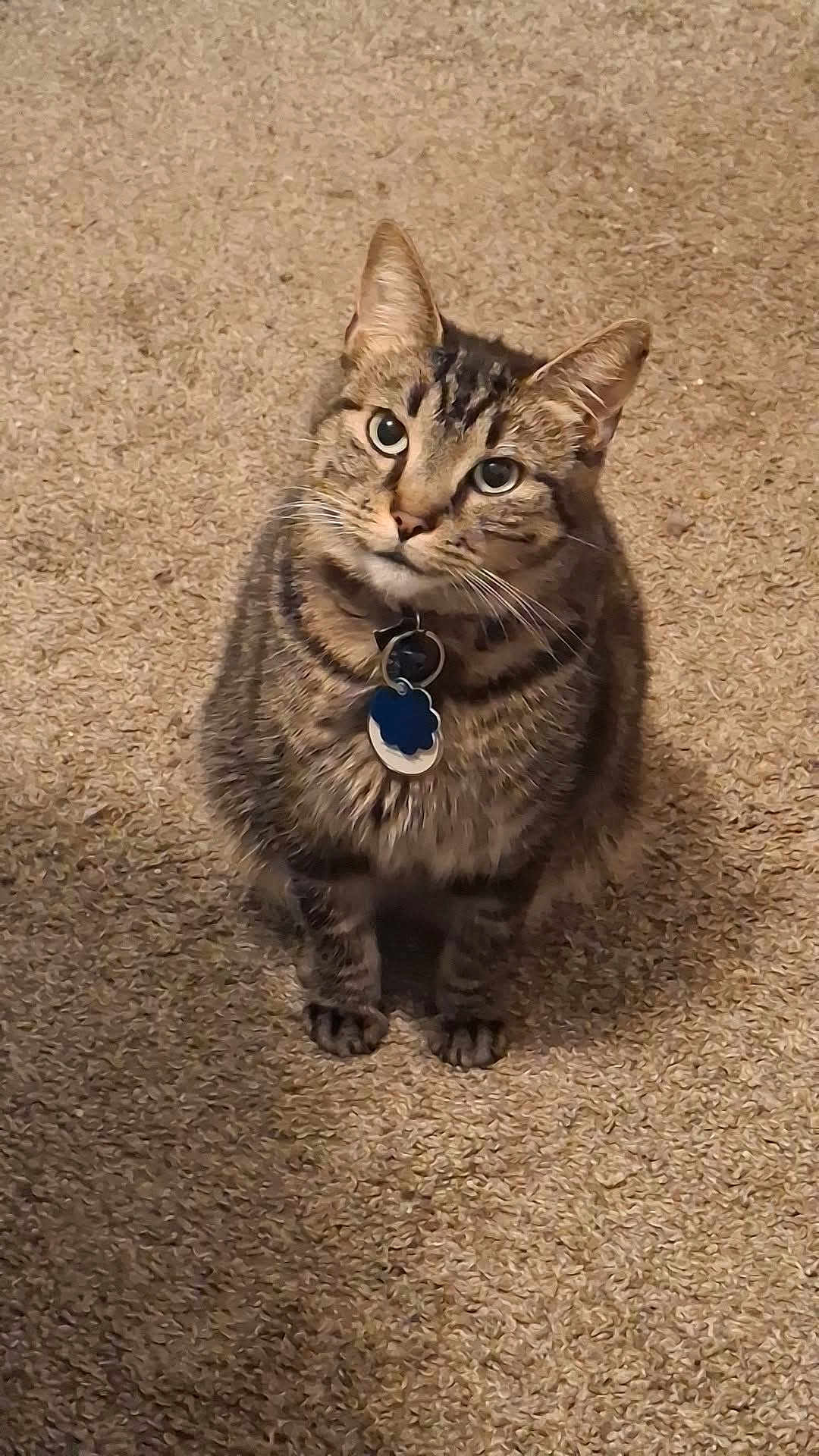 Harper is registered to the contest to win money with this photo: cat, tabby_cat, pet, indoor, carpet, collar, tag, feline, striped, animal, cute, sitting, looking_up, whiskers, ears, fur, domestic_animal, curious, closeup, portrait