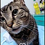 Harper is registered to the contest to win money with this photo: cat, tabby, close_up, pet, whiskers, collar, keychain, indoor, curious, feline, animal, household, bed, blue_blanket, bottle, blurred_background, domestic, cute, heart_doodle, curious_eyes