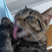 Harper is registered to the contest to win money with this photo: cat, tabby, feline, close_up, licking, paw, fur, indoor, pet, animal, whiskers, ears, blurred, household, background, soft_light, cute, domestic, mammal, tabby_cat