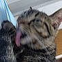 cat, tabby, feline, close_up, licking, paw, fur, indoor, pet, animal, whiskers, ears, blurred, household, background, soft_light, cute, domestic, mammal, tabby_cat