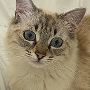 Neige a rejoint le concours — aidez-le/la à gagner de superbes lots ! cat, kitten, fluffy, blue_eyes, cream_fur, striped_face, whiskers, ears, pet, animal, portrait, close_up, indoors, bedding, white_background, sitting, looking_at_camera, cute, feline, soft_lighting
