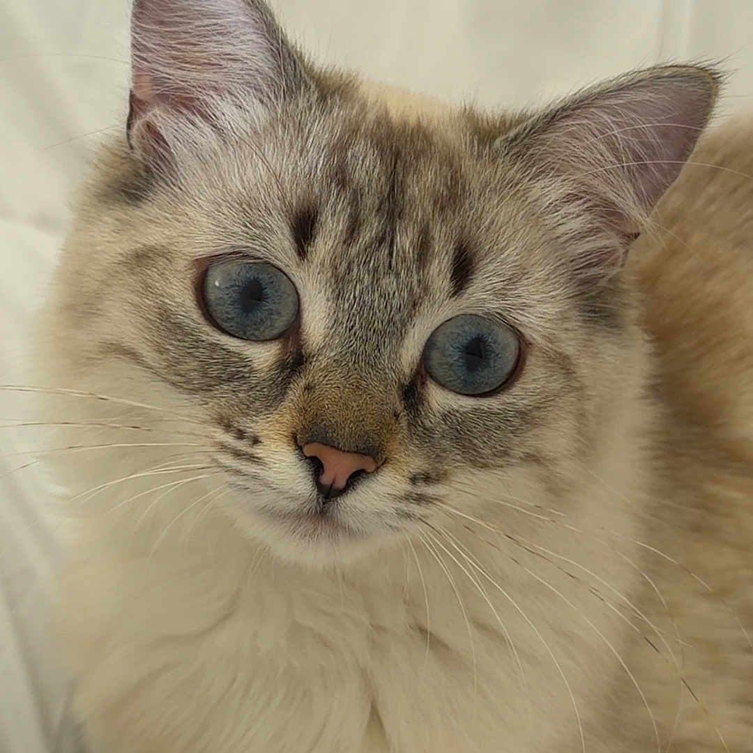 Neige a rejoint le concours — aidez-le/la à gagner de superbes lots ! cat, kitten, fluffy, blue_eyes, cream_fur, striped_face, whiskers, ears, pet, animal, portrait, close_up, indoors, bedding, white_background, sitting, looking_at_camera, cute, feline, soft_lighting