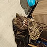 animal, bag, blue_bowl, cat, cozy, cute, domestic_animal, floor, fur, furniture, handbag, household_item, indoor, mammal, pet, relaxed, resting, tabby_cat, whiskers, wooden_cabinet