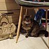 Patapon participe au concours pour gagner de l'argent avec cette photo : animal, background, bag, brown, cat, chair, cozy, curious, domestic, floor, furniture, furry, handbag, home, indoor, pet, shadow, sitting, tabby_cat, wood