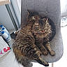 Patapon participe au concours pour gagner de l'argent avec cette photo : animal, bag, bottle, cat, chair, cozy, domestic_cat, floor, fluffy, furniture, gray_chair, household_items, indoor, pets, relaxed, sleeping, snuggling, tabby_cat, two_cats, window