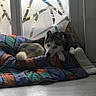 Layna participe au concours pour gagner de l'argent avec cette photo : animal, blanket, comfort, contemplative, cozy, daylight, dog, floor, frosted_glass, fur, home, husky, indoor, pattern, paw, pet, relaxed, resting, triangles, window