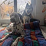 Layna a rejoint le concours — aidez-le/la à gagner de superbes lots ! animal, blanket, collar, colorful, cozy, dalmatian, decoration, dog, feather_art, floor, frosted_glass, furniture, geometric_pattern, indoor, natural_light, pet, resting, siberian_husky, standing, window