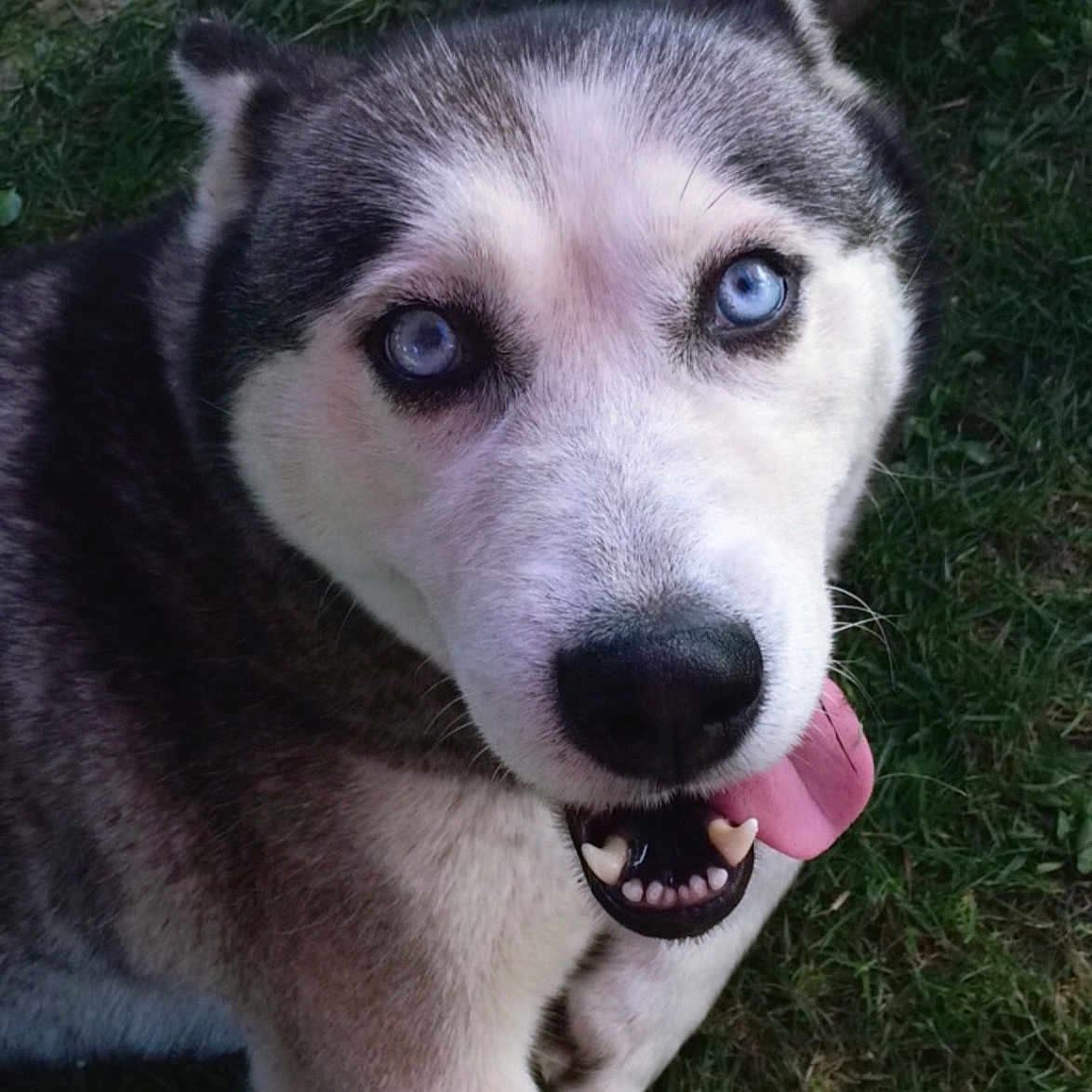 Layna participe au concours pour gagner de l'argent avec cette photo : dog, husky, blue_eyes, tongue_out, grass, outdoor, pet, canine, animal, friendly, playful, fur, sitting, looking_up, nature, daylight, bench, happy, close_up, mammal