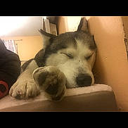 Layna participe au concours pour gagner de l'argent avec cette photo : animal, bed, closeup, companion, cozy, dog, domestic, ears, fur, husky, indoor, muzzle, paw, peaceful, pet, relaxation, resting, sleeping, snout, wall