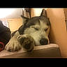 animal, bed, closeup, companion, cozy, dog, domestic, ears, fur, husky, indoor, muzzle, paw, peaceful, pet, relaxation, resting, sleeping, snout, wall
