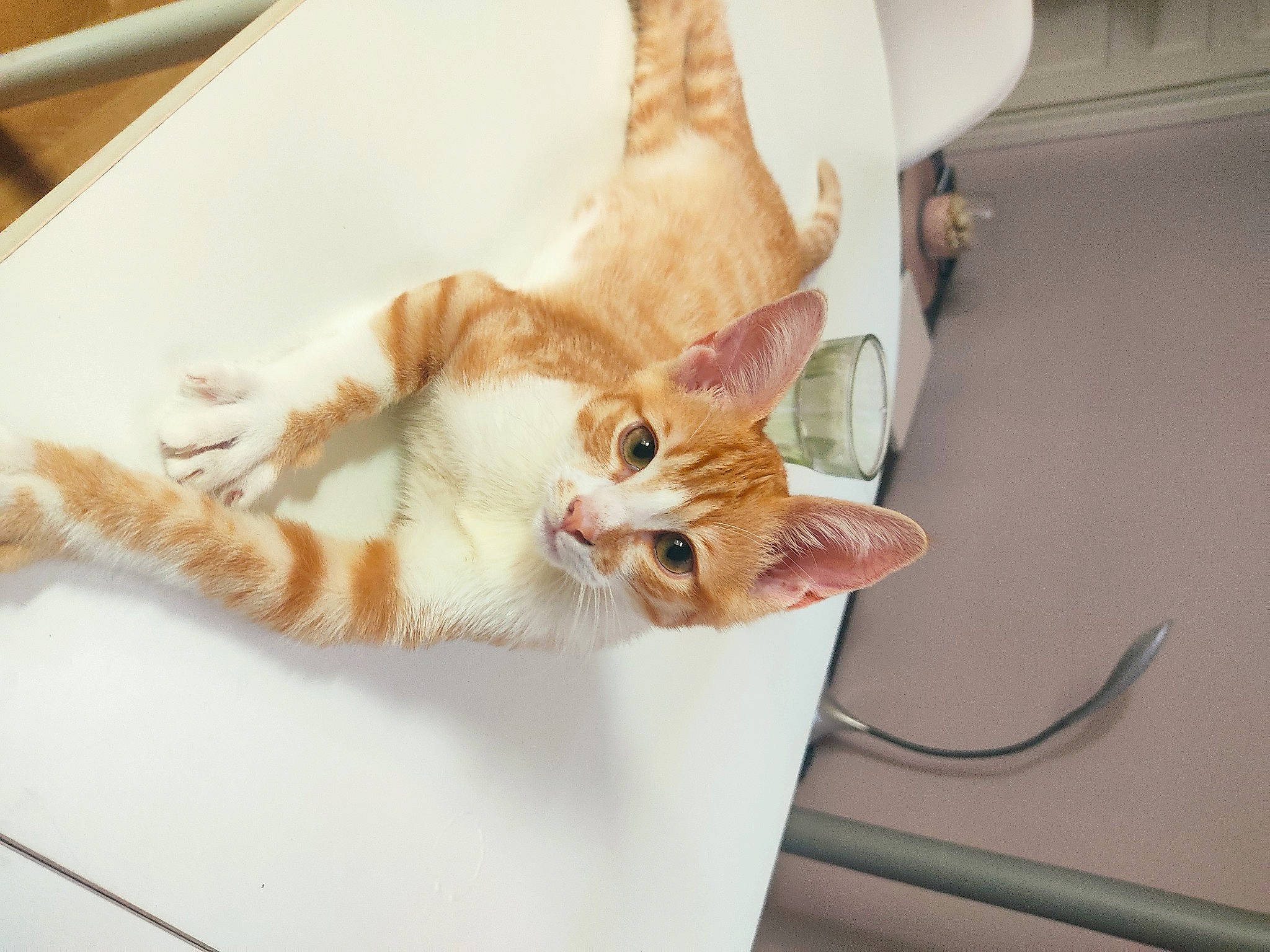 Pumpkin a rejoint le concours — aidez-le/la à gagner de superbes lots ! carnivore, cat, claw, domestic_short_haired_cat, fawn, felidae, foot, fur, kitchen_utensil, paw, room, small_to_medium_sized_cats, snout, tail, whiskers, wood