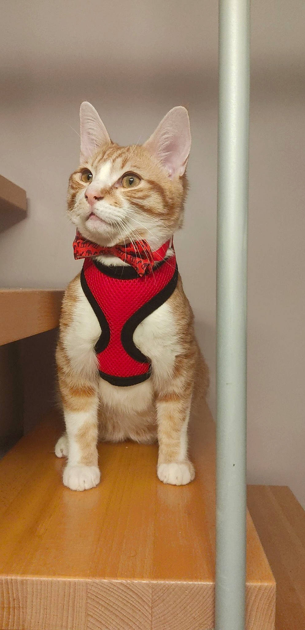 Pumpkin participe au concours pour gagner de l'argent avec cette photo : art, carmine, carnivore, cat, domestic_short_haired_cat, fashion_accessory, fawn, felidae, figurine, fur, hardwood, paw, sitting, small_to_medium_sized_cats, snout, tail, terrestrial_animal, toy, whiskers, wood