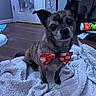 Dash is registered to the contest to win money with this photo: black_ears, blanket, bow_tie, brown_fur, chihuahua, close_up, cute, dog, door, festive, fluffy_blanket, furniture, indoor, mirror, pet, portrait, sitting, small_dog, toy, wood_floor