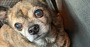 Dash is registered to the contest to win money with this photo: black_nose, brown_fur, canine, car, close_up, collar, cute, dog, floor_mat, floppy_ears, indoors, large_eyes, pet, portrait, seat, sitting, small_dog, tan_fur, vehicle_interior, white_chest