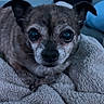animal, bed, black_and_gray_fur, blanket, centered_composition, close_up, cozy, cuddly, cute, dog, floppy_ears, indoors, large_eyes, looking_at_camera, pet, photography, portrait, short_hair, small_dog, soft_texture