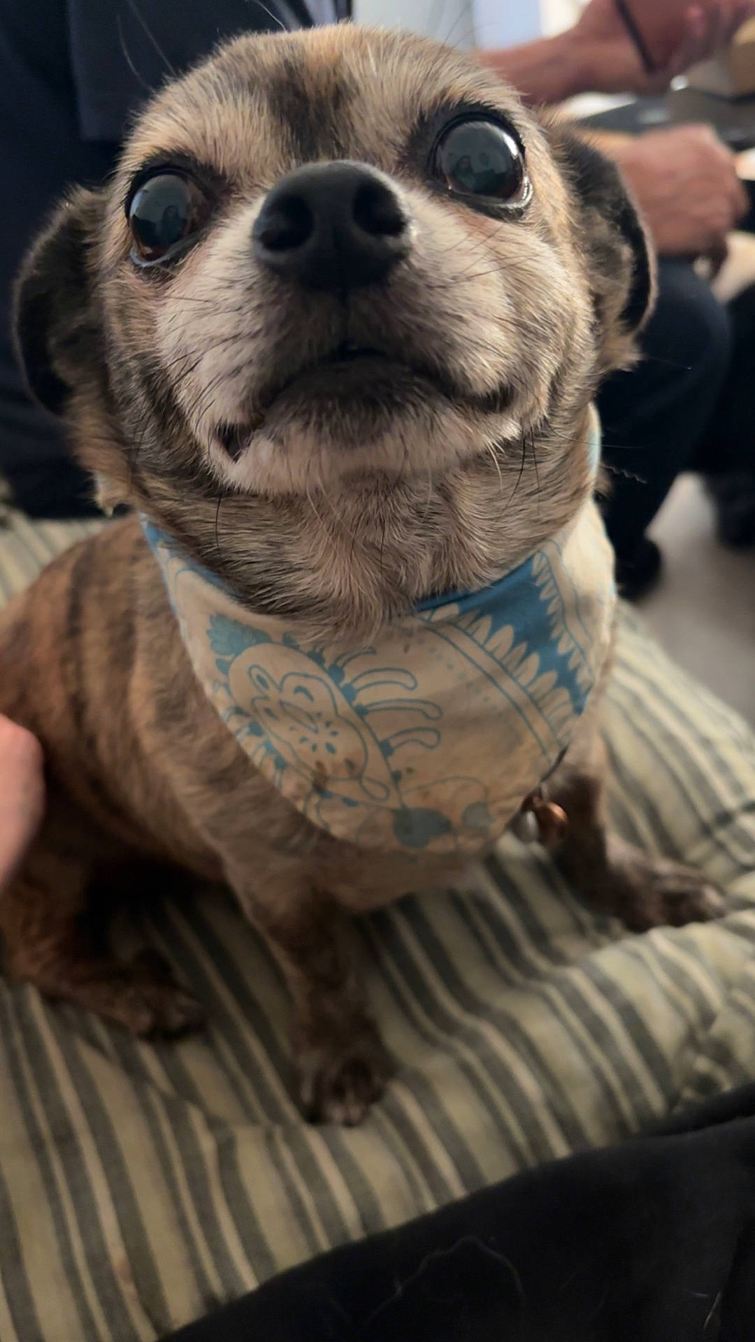 Dash is registered to the contest to win money with this photo: animal, bandana, brindle_coat, canine, close_up, cute, dog, fashionable, floral_pattern, funny, home, human_background, indoors, large_eyes, pet, portrait, pug, sitting, snout, striped_cushion
