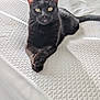 Ontario joined the competition — help win amazing prizes! abyssinian, animal, bed, bedroom, blackcat, blanket, box, cat, couch, cushion, drawer, furniture, homedecor, indoors, kitten, manx, mattress, pet, quilt, room