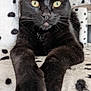 Ontario joined the competition — help win amazing prizes! animal, animal_face, black_cat, blanket, cat, close_up, cute, domestic_cat, feline, fur, indoor, mammal, paws, pet, portrait, relaxed, resting, soft_texture, spots, whiskers
