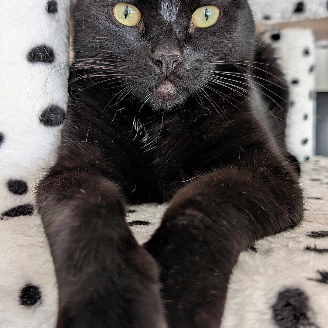 Ontario joined the competition — help win amazing prizes! animal, animal_face, black_cat, blanket, cat, close_up, cute, domestic_cat, feline, fur, indoor, mammal, paws, pet, portrait, relaxed, resting, soft_texture, spots, whiskers