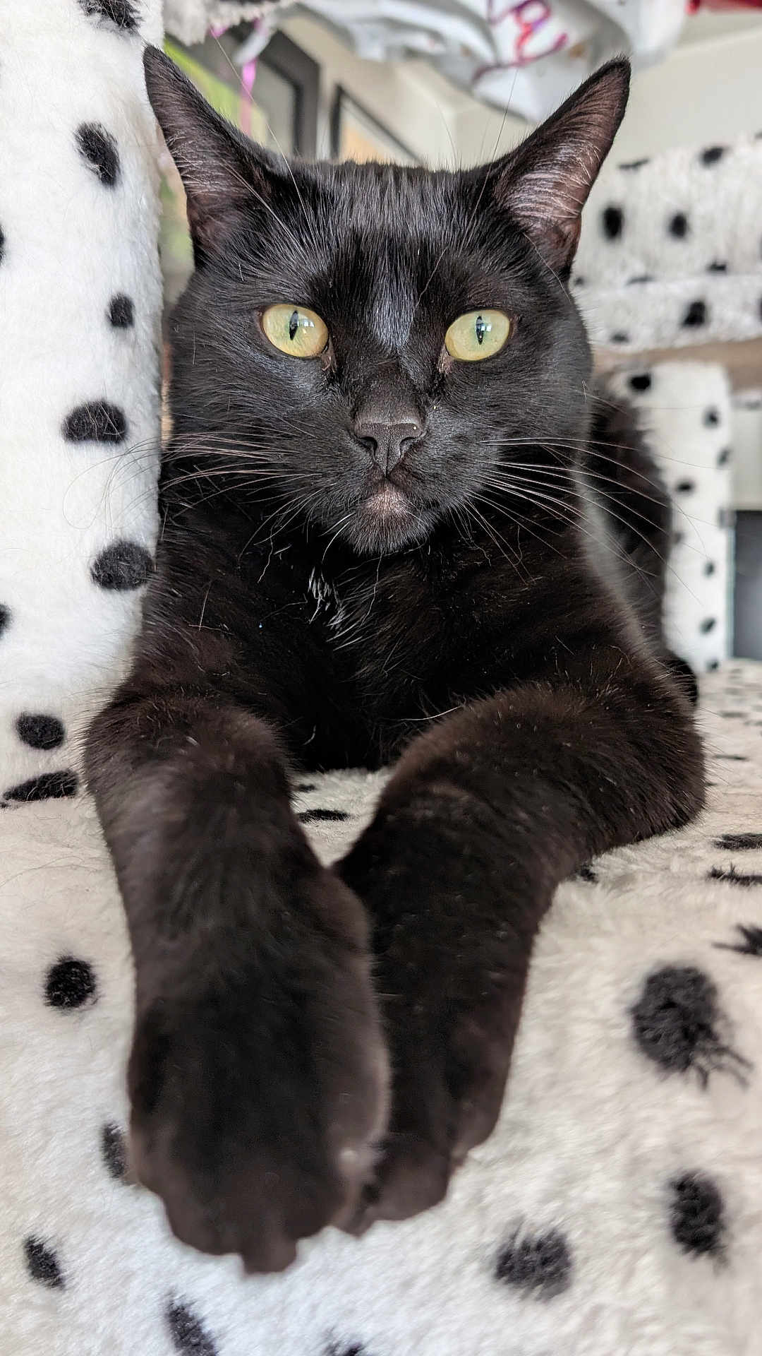 Ontario joined the competition — help win amazing prizes! animal, animal_face, black_cat, blanket, cat, close_up, cute, domestic_cat, feline, fur, indoor, mammal, paws, pet, portrait, relaxed, resting, soft_texture, spots, whiskers