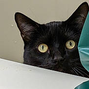 Ontario joined the competition — help win amazing prizes! alert, animal, black_cat, cat, closeup, curious, domestic, ears, face, feline, green_object, hiding, indoor, looking, mystery, peeking, pet, whiskers, white_surface, yellow_eyes