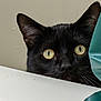 alert, animal, black_cat, cat, closeup, curious, domestic, ears, face, feline, green_object, hiding, indoor, looking, mystery, peeking, pet, whiskers, white_surface, yellow_eyes