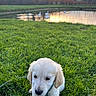 animal, calm, cute, dog, field, golden_retriever, grass, greenery, leash, nature, outdoor, pond, puppy, reflection, serene, sky, sunset, swans, water, young_dog