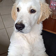 Abysse a rejoint le concours — aidez-le/la à gagner de superbes lots ! dog, puppy, golden_retriever, white_fur, close_up, nose, eyes, paws, indoor, tiled_floor, table, cup, drinkware, furniture, portrait, pet, whiskers, lap, adorable, home_interior