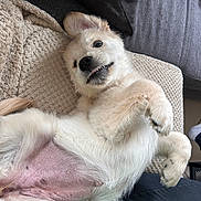Abysse a rejoint le concours — aidez-le/la à gagner de superbes lots ! animal, blanket, canine, couch, cozy, cute, dog, expression, face, fur, indoor, lying_down, mammal, paw, pet, playful, relaxed, smiling, tongue_out, white_fur