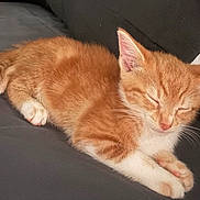 Sunny joined the competition — help win amazing prizes! kitten, cat, sleeping, orange_tabby, white_paws, pet, cute, fur, animal, domestic_cat, resting, indoors, cozy, young, small, whiskers, paw, nose, relaxation, soft