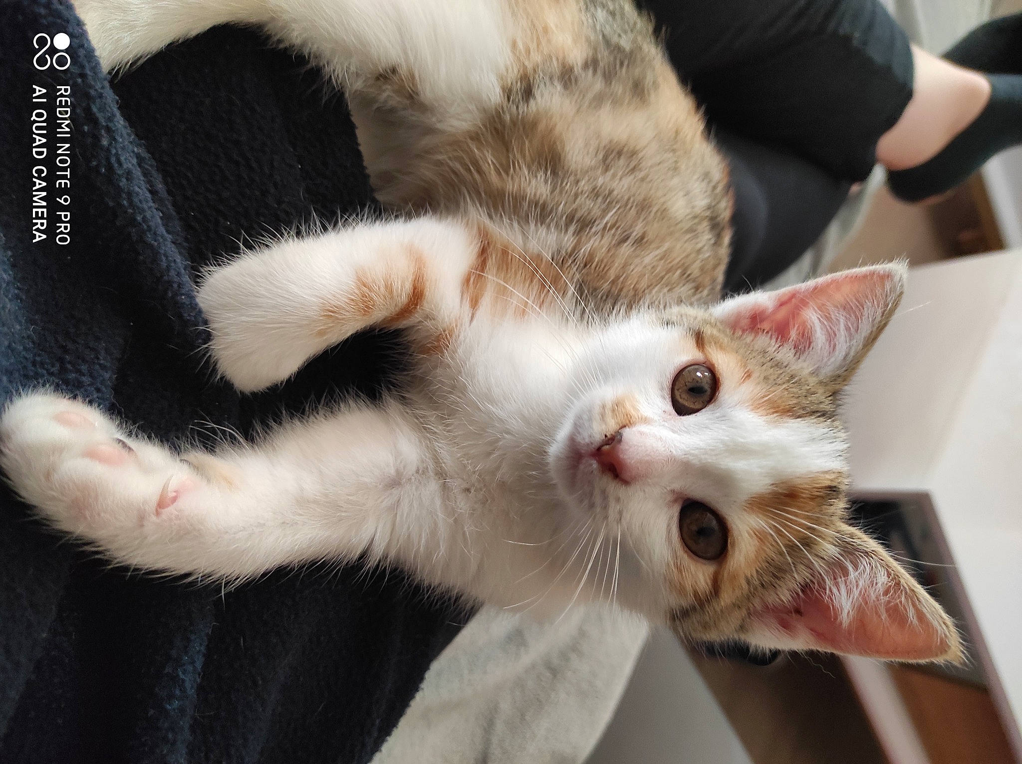 Yumi participe au concours pour gagner de l'argent avec cette photo : aegean_cat, american_wirehair, asian, carnivore, cat, claw, domestic_short_haired_cat, ear, european_shorthair, fawn, felidae, fur, kitten, mammal, oriental_longhair, paw, polydactyl_cat, small_to_medium_sized_cats, turkish_van, whiskers