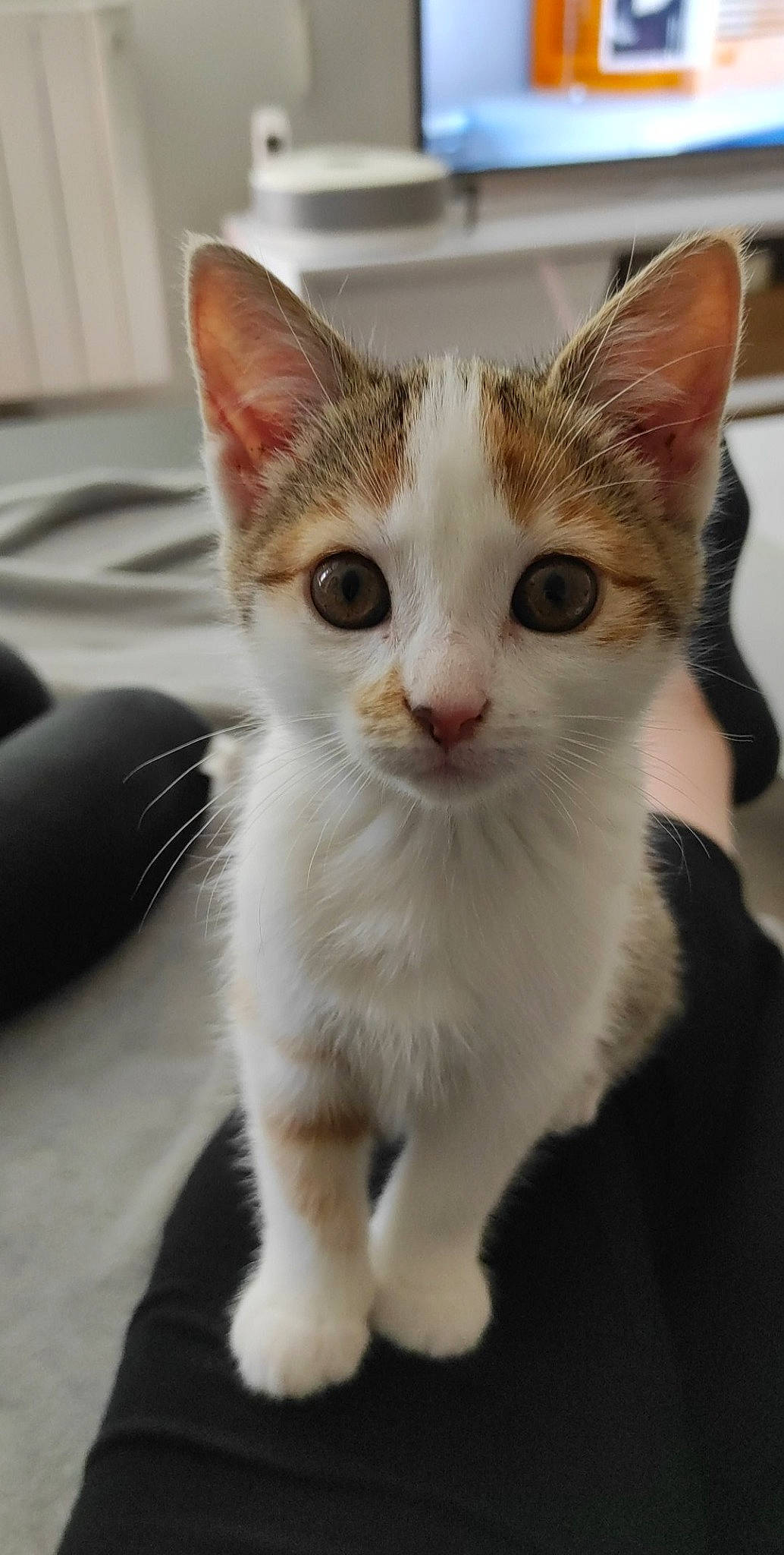 Yumi participe au concours pour gagner de l'argent avec cette photo : aegean_cat, american_wirehair, arabian_mau, asian, carnivore, cat, domestic_short_haired_cat, european_shorthair, fawn, felidae, german_rex, japanese_bobtail, kitten, mammal, polydactyl_cat, small_to_medium_sized_cats, snout, tabby_cat, vertebrate, whiskers