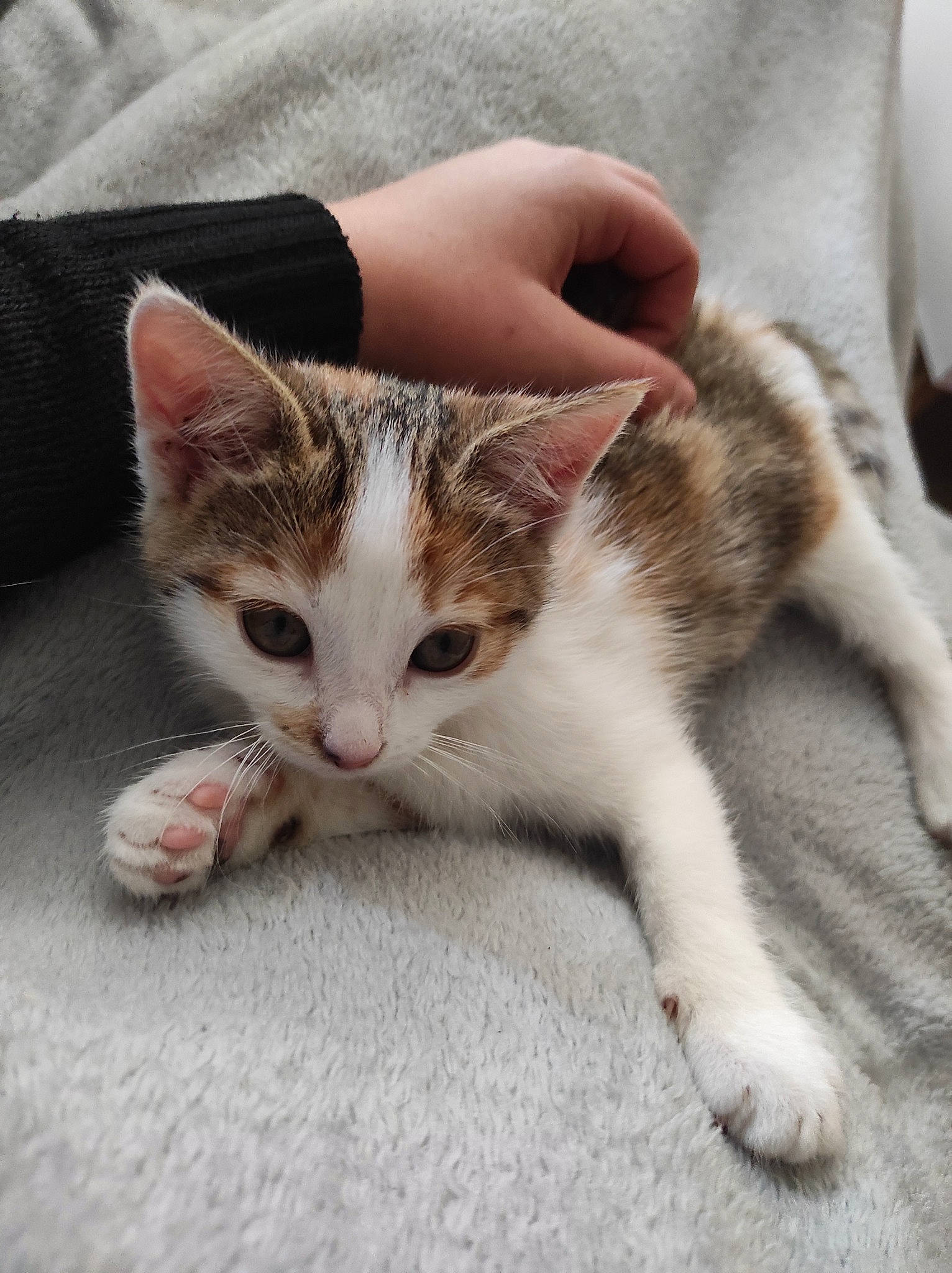 Yumi participe au concours pour gagner de l'argent avec cette photo : aegean_cat, american_shorthair, american_wirehair, asian, carnivore, cat, domestic_short_haired_cat, ear, european_shorthair, fawn, felidae, fur, kitten, mammal, paw, polydactyl_cat, small_to_medium_sized_cats, tabby_cat, whiskers