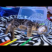 Leah joined the competition — help win amazing prizes! kitten, cat, sleeping, plastic_container, markers, zebra_print, blanket, tabby, striped, pet, indoor, cozy, cute, resting, animal, feline, collar, colorful, art_supplies, relaxation