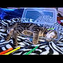 kitten, cat, sleeping, plastic_container, markers, zebra_print, blanket, tabby, striped, pet, indoor, cozy, cute, resting, animal, feline, collar, colorful, art_supplies, relaxation