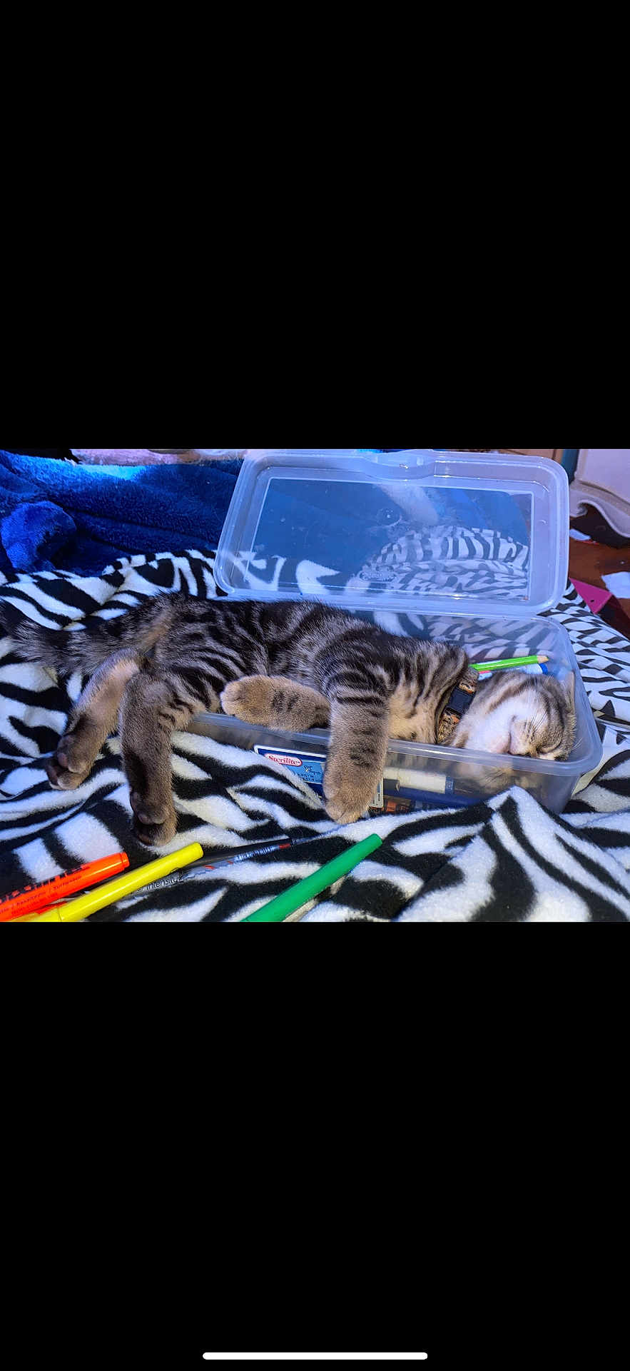 Leah joined the competition — help win amazing prizes! kitten, cat, sleeping, plastic_container, markers, zebra_print, blanket, tabby, striped, pet, indoor, cozy, cute, resting, animal, feline, collar, colorful, art_supplies, relaxation