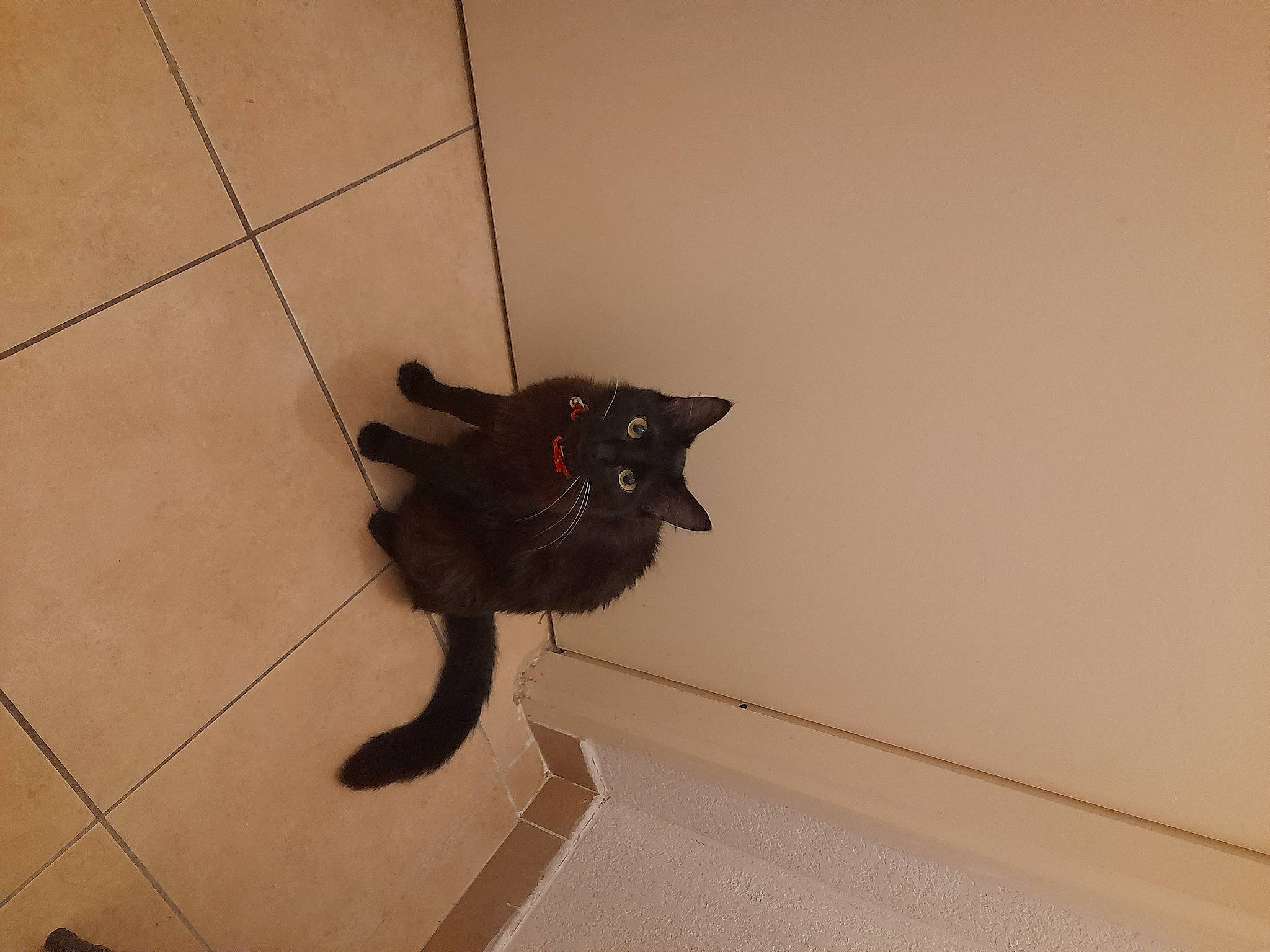 Puma a rejoint le concours — aidez-le/la à gagner de superbes lots ! black_cat, brown, carnivore, cat, domestic_short_haired_cat, felidae, floor, flooring, fur, hardwood, plumbing_fixture, sculpture, small_to_medium_sized_cats, snout, tail, terrestrial_animal, tile, tile_flooring, whiskers, wood