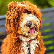 Mocha joined the competition — help win amazing prizes! animal, blurred_background, canine, close_up, collar, curly_fur, cute, dog, domestic_animal, friendly, fur_texture, happy, leash, nature, outdoor, pet, portrait, reddish_brown, tongue_out, white_fur