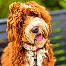 animal, blurred_background, canine, close_up, collar, curly_fur, cute, dog, domestic_animal, friendly, fur_texture, happy, leash, nature, outdoor, pet, portrait, reddish_brown, tongue_out, white_fur