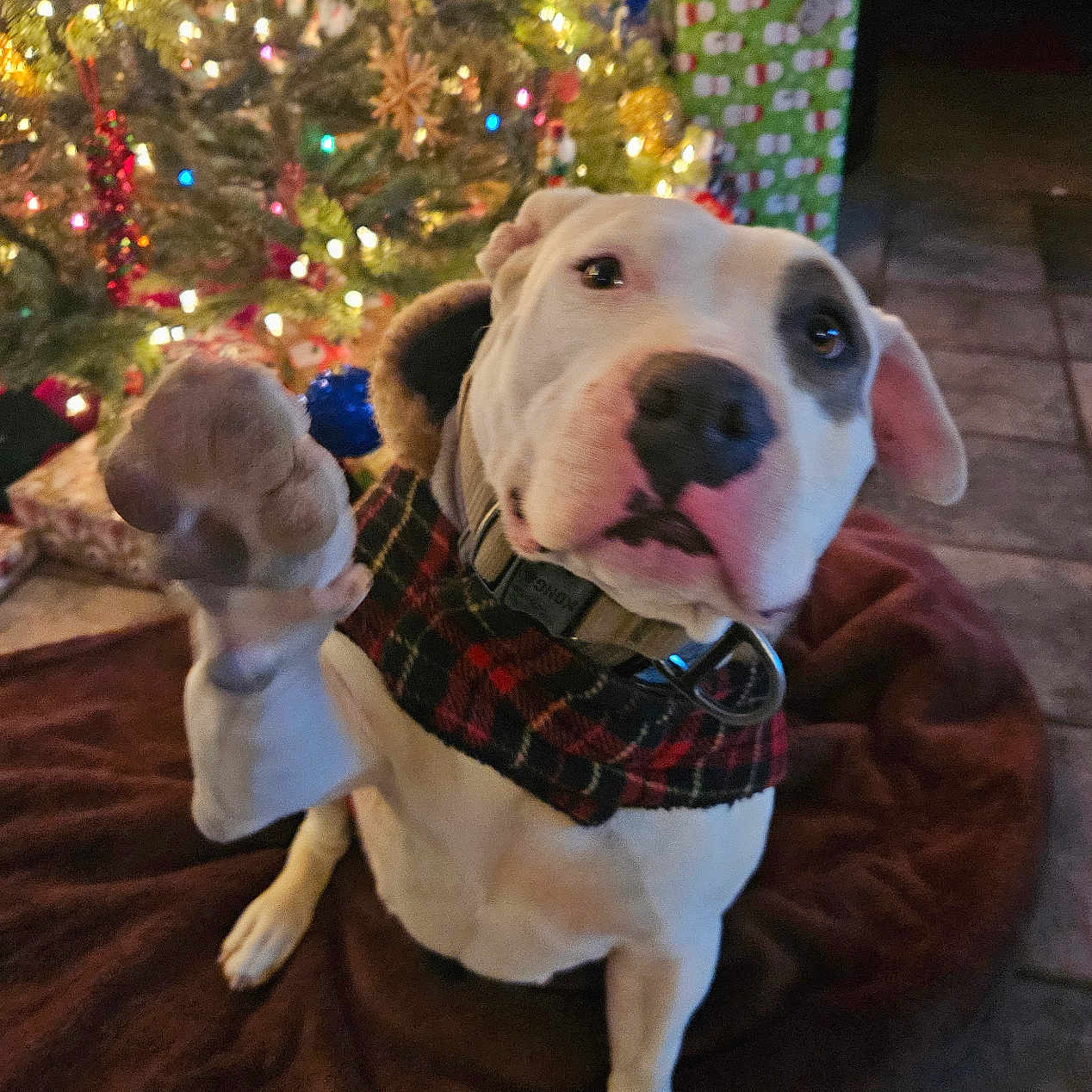 Bella joined the competition — help win amazing prizes! dog, pet, christmas_tree, christmas, holiday, festive, plaid_collar, collar, indoor, living_room, gifts, ornaments, fairy_lights, sitting, portrait, white_dog, brown_spot, short_hair, couch, floor