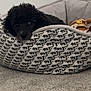 Telfar joined the competition — help win amazing prizes! dog, pet_bed, black_dog, carpet, plush_toy, cozy, indoor, resting, cute, animal, fur, small_dog, home, comfort, relaxed, patterned_bed, toy, laying_down, cute_pet, domestic_animal