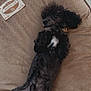 Telfar is registered to the contest to win money with this photo: dog, black_dog, pet, lying_down, relaxed, cute, fur, collar, indoors, mat, brown_mat, animal, canine, resting, paw, white_patch, floor, domestic_animal, companion, cute_pet