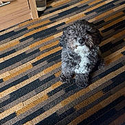 Telfar is registered to the contest to win money with this photo: dog, curly_fur, black_and_white, indoor, carpet, striped_rug, pet, animal, floor, small_dog, cute, fur, sitting, looking_up, calm, cozy, home, domestic, companion, curious