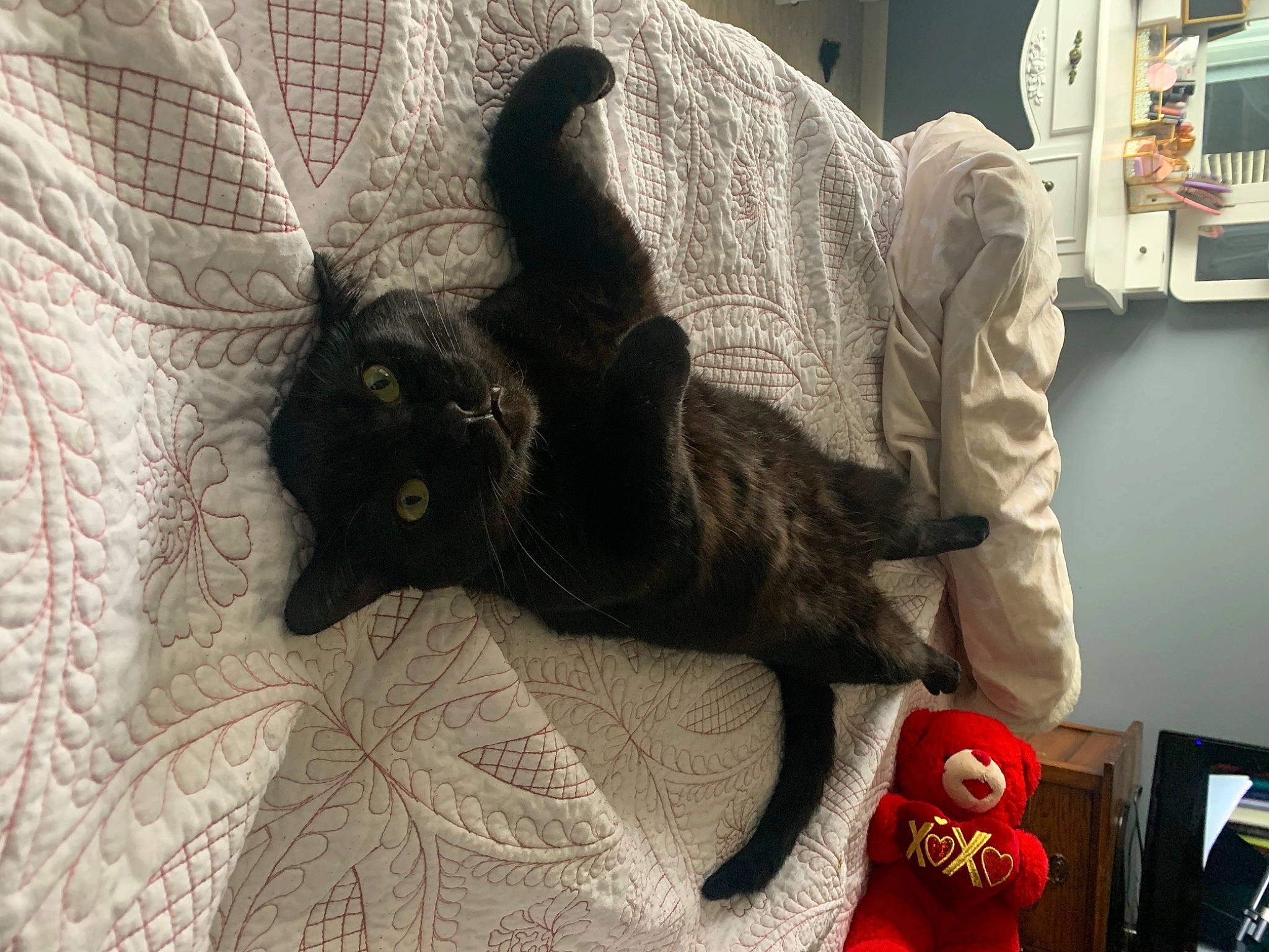 Kingsford joined the competition — help win amazing prizes! black_cat, bombay, carmine, carnivore, cat, claw, comfort, domestic_short_haired_cat, fawn, felidae, fur, grey, linens, pattern, paw, plant, room, small_to_medium_sized_cats, tail, whiskers