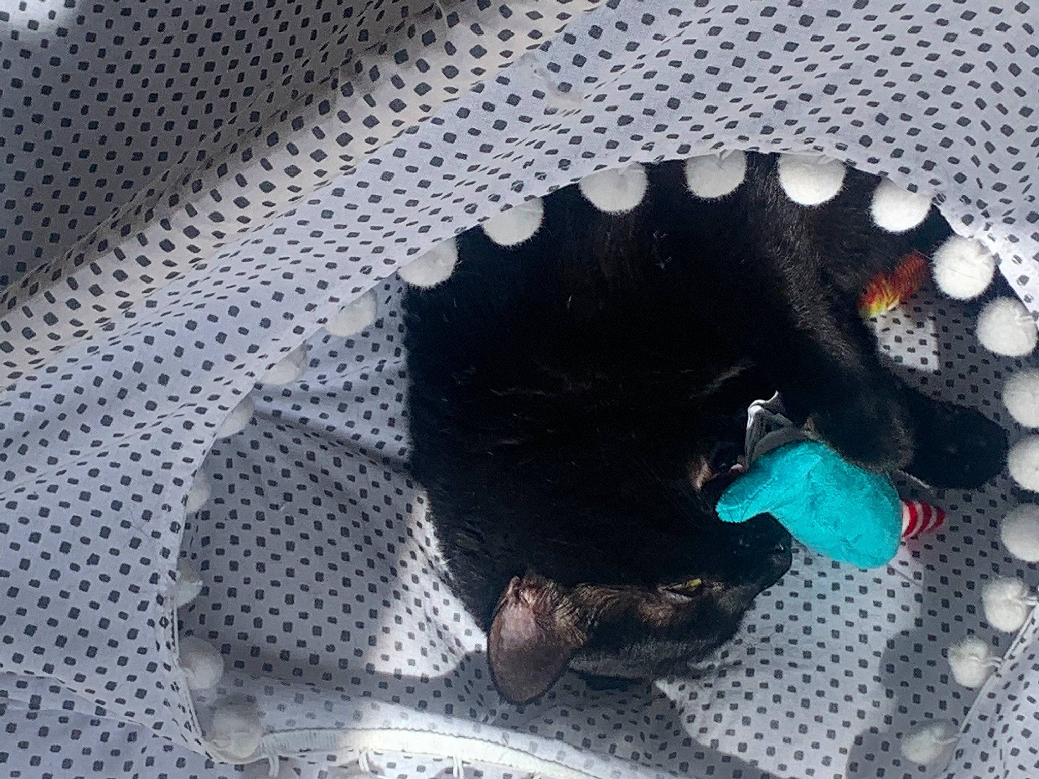 Kingsford joined the competition — help win amazing prizes! athletic_shoe, canidae, carmine, carnivore, comfort, dog, dog_breed, dog_supply, electric_blue, fashion_accessory, felidae, foot, fur, grey, pattern, paw, snout, sporting_group, tail, woolen